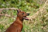 PINSCHER NAIN 108